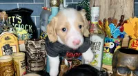 Quay, a female Miniature Dachshund for sale in Saint Petersburg, FL – 3 of 10