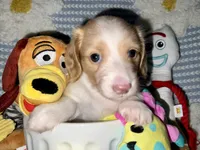 Quay, a female Miniature Dachshund for sale in Saint Petersburg, FL – 1 of 10