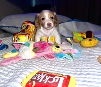 Quay, a female Miniature Dachshund for sale in Saint Petersburg, FL – 8 of 10