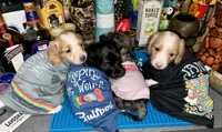 Quay, a female Miniature Dachshund for sale in Saint Petersburg, FL – 4 of 10