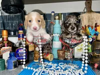 Quay, a female Miniature Dachshund for sale in Saint Petersburg, FL – 2 of 10