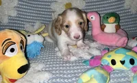 Quay, a female Miniature Dachshund for sale in Saint Petersburg, FL – 7 of 10