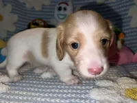 Quay, a female Miniature Dachshund for sale in Saint Petersburg, FL – 9 of 10