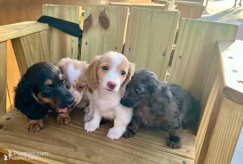 Quay – Miniature Dachshund puppy for sale in Saint Petersburg, FL
