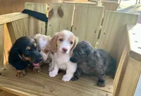 Quay, a female Miniature Dachshund for sale in Saint Petersburg, FL – 6 of 10
