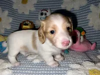 Quay, a female Miniature Dachshund for sale in Saint Petersburg, FL – 10 of 10