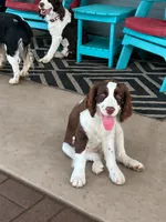 #1 Female L/W, a female English Springer Spaniel for sale in Lockhart, TX – 6 of 6