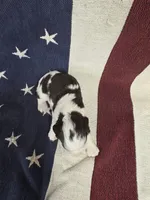 #1 female, a female English Springer Spaniel for sale in Lockhart, TX – 2 of 4