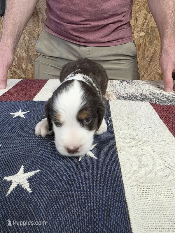 (B) Male LWT – English Springer Spaniel puppy for sale in Lockhart, TX