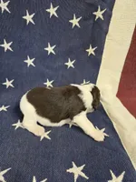 #3 Female LW, a female English Springer Spaniel for sale in Lockhart, TX – 5 of 5