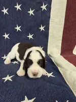 #3 Female LW, a female English Springer Spaniel for sale in Lockhart, TX – 2 of 5