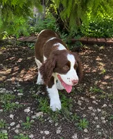 #1 Female L/W, a female English Springer Spaniel for sale in Lockhart, TX – 2 of 6