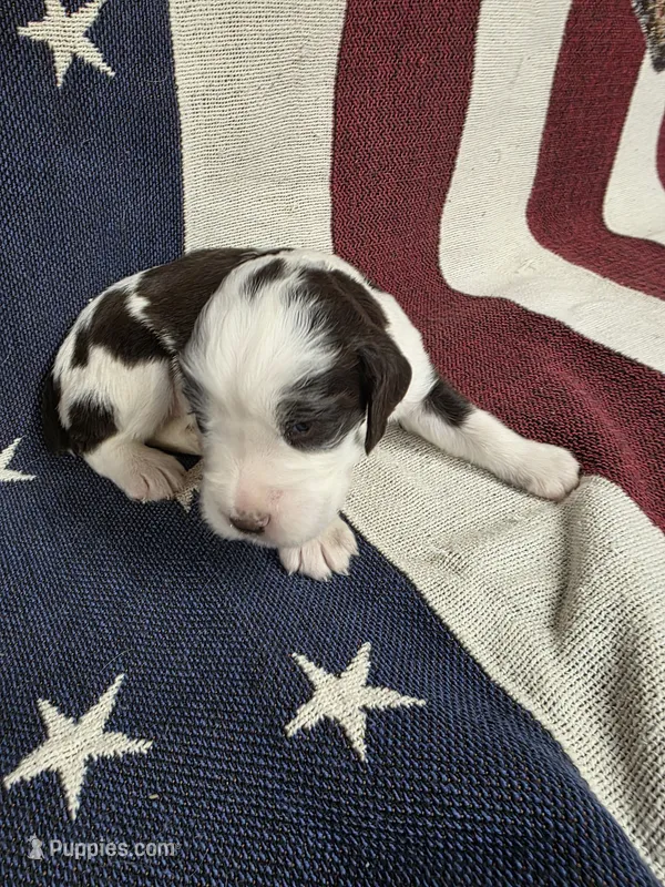 #1 female – English Springer Spaniel puppy for sale in Lockhart, TX