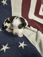 #1 female, a female English Springer Spaniel for sale in Lockhart, TX – 1 of 4