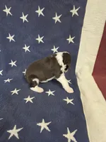 (C) Male LW, a male English Springer Spaniel for sale in Lockhart, TX – 3 of 5
