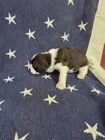 (A) male LW, a male English Springer Spaniel for sale in Lockhart, TX – 2 of 4
