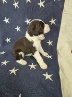 (C) Male LW, a male English Springer Spaniel for sale in Lockhart, TX – 5 of 5