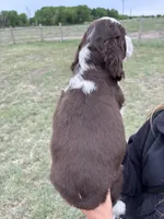 #2 Female L/W, a female English Springer Spaniel for sale in Lockhart, TX – Photo 3 of 5