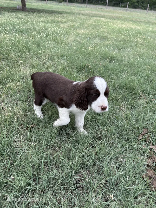 #2 Female L/W – English Springer Spaniel puppy for sale in Lockhart, TX