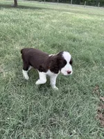 #2 Female L/W, a female English Springer Spaniel for sale in Lockhart, TX – Photo 1 of 5