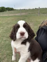#2 Female L/W, a female English Springer Spaniel for sale in Lockhart, TX – Photo 2 of 5
