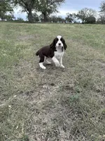 #2 Female L/W, a female English Springer Spaniel for sale in Lockhart, TX – Photo 4 of 5