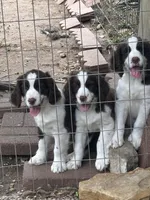 #2 Female L/W, a female English Springer Spaniel for sale in Lockhart, TX – Photo 5 of 5