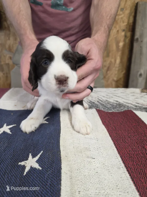#3 Female LW – English Springer Spaniel puppy for sale in Lockhart, TX