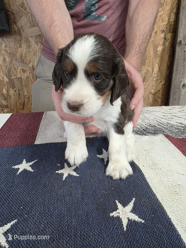#2 female tri – English Springer Spaniel puppy for sale in Lockhart, TX