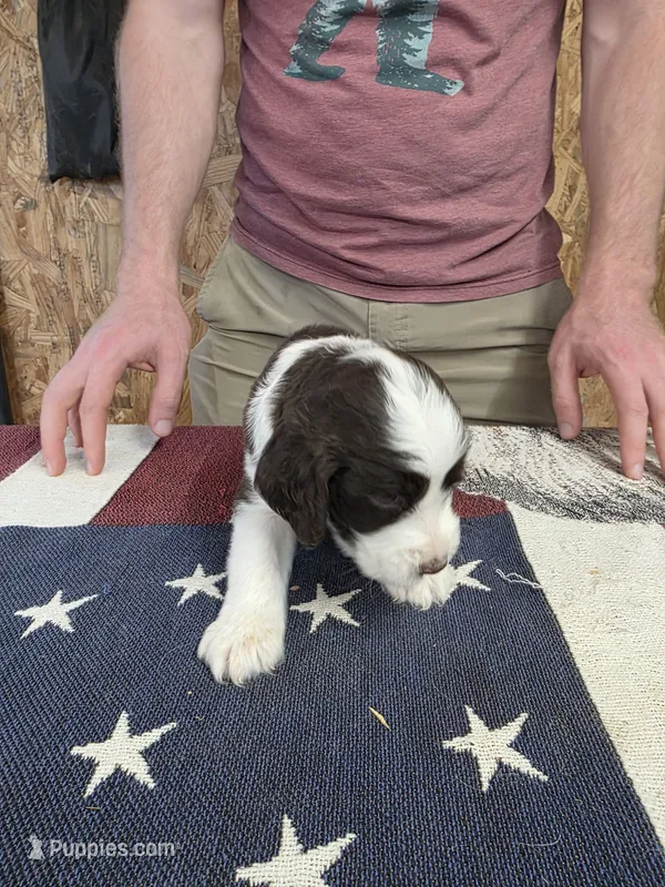 (A) male LW – English Springer Spaniel puppy for sale in Lockhart, TX