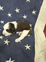 #3 Female LW, a female English Springer Spaniel for sale in Lockhart, TX – 4 of 5