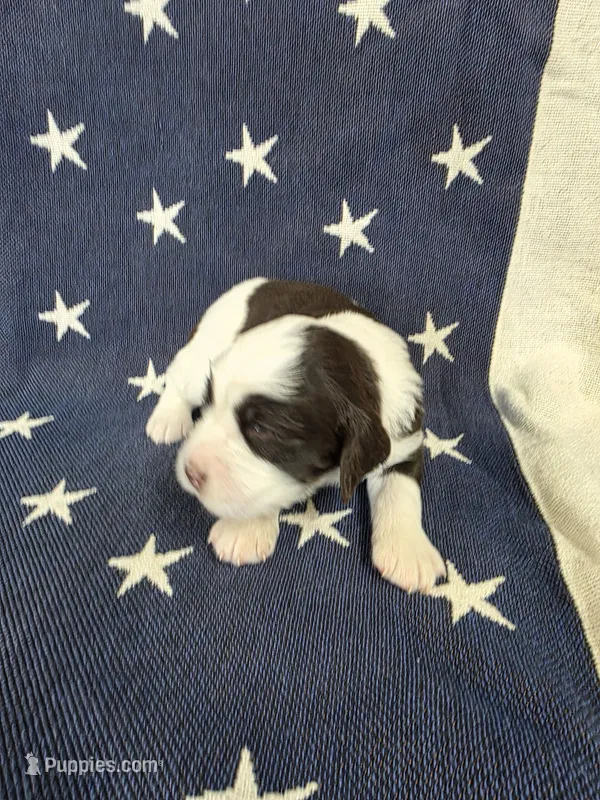 #3 Female LW – English Springer Spaniel puppy for sale in Lockhart, TX