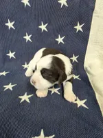 #3 Female LW, a female English Springer Spaniel for sale in Lockhart, TX – 1 of 5
