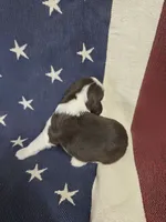 (A) male LW, a male English Springer Spaniel for sale in Lockhart, TX – 4 of 4