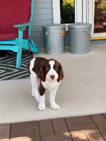 #1 Female L/W, a female English Springer Spaniel for sale in Lockhart, TX – 3 of 6