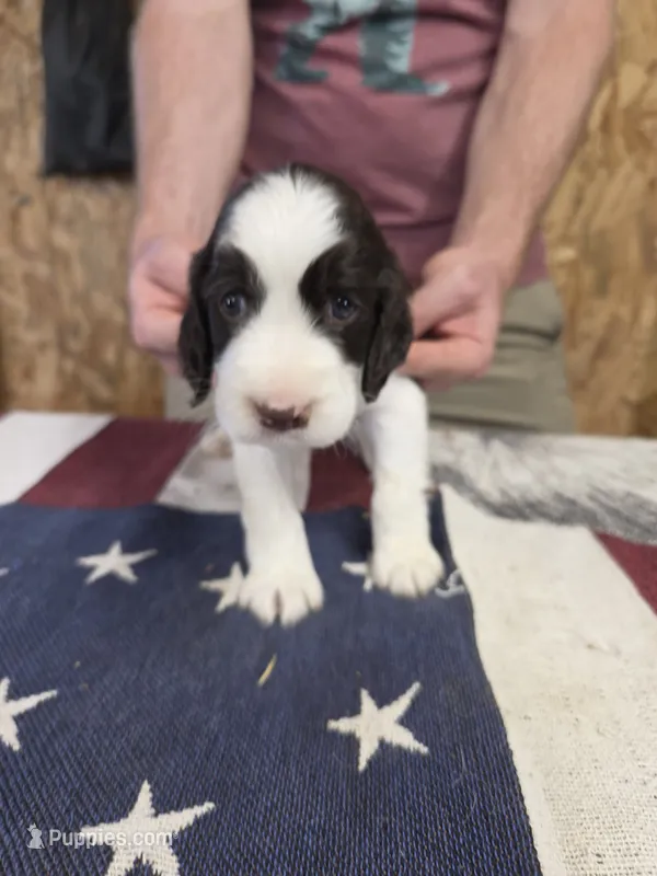 (C) Male LW – English Springer Spaniel puppy for sale in Lockhart, TX