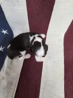 (B) Male LWT, a male English Springer Spaniel for sale in Lockhart, TX – 2 of 5