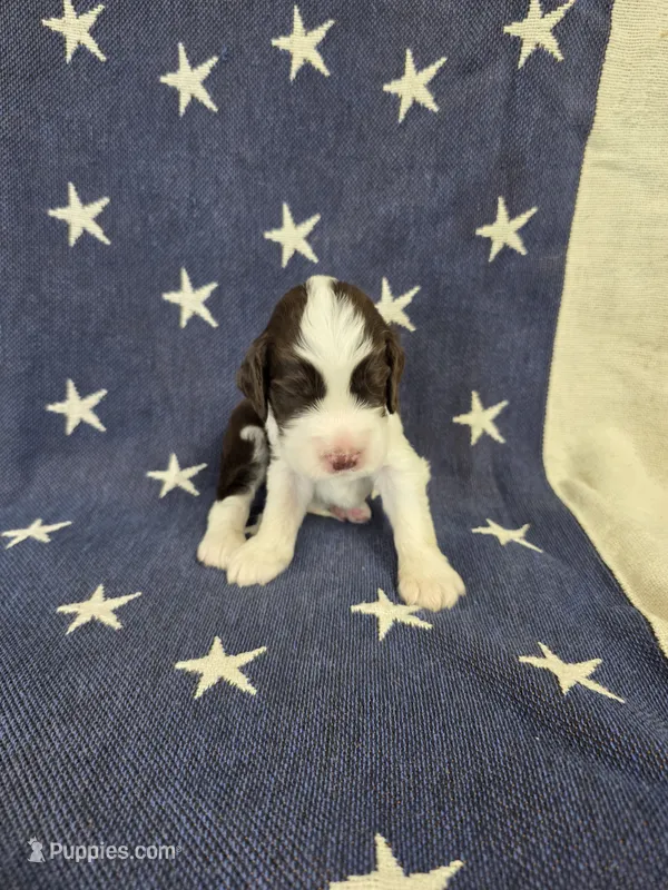 (C) Male LW – English Springer Spaniel puppy for sale in Lockhart, TX