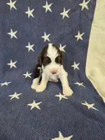 (C) Male LW, a male English Springer Spaniel for sale in Lockhart, TX – 1 of 5