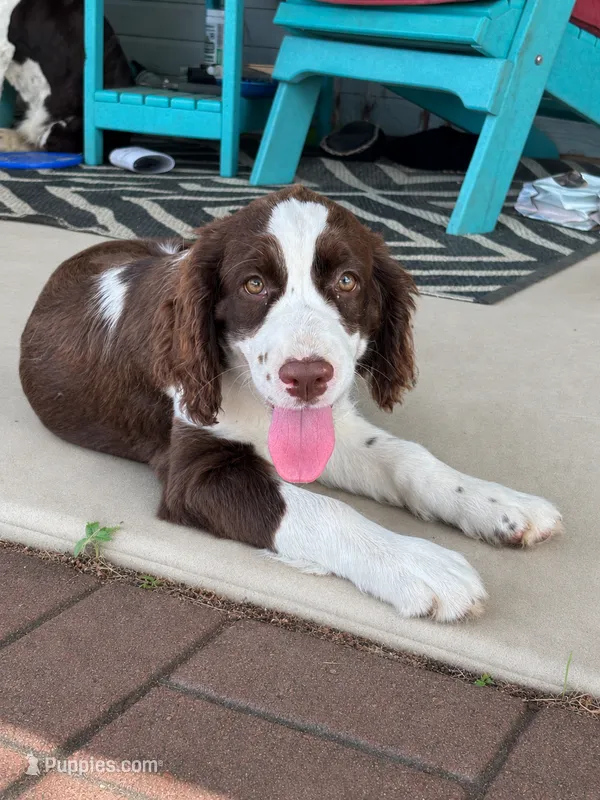 #1 Female L/W – English Springer Spaniel puppy for sale in Lockhart, TX