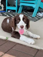 #1 Female L/W, a female English Springer Spaniel for sale in Lockhart, TX – 1 of 6