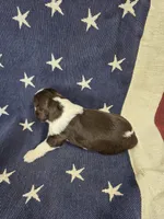 #2 female tri, a female English Springer Spaniel for sale in Lockhart, TX – 3 of 4