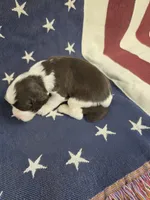 (C) Male LW, a male English Springer Spaniel for sale in Lockhart, TX – 2 of 5