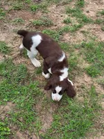 #1 Female L/W, a female English Springer Spaniel for sale in Lockhart, TX – 5 of 6