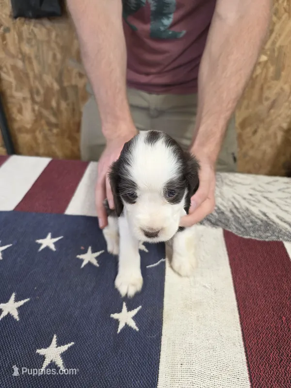 #1 female – English Springer Spaniel puppy for sale in Lockhart, TX