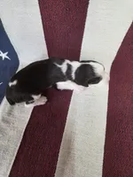 (B) Male LWT, a male English Springer Spaniel for sale in Lockhart, TX – 4 of 5