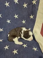 (A) male LW, a male English Springer Spaniel for sale in Lockhart, TX – 3 of 4