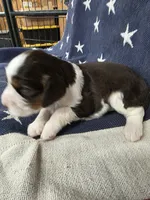 #2 female tri, a female English Springer Spaniel for sale in Lockhart, TX – 2 of 4