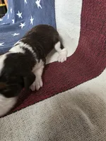 (B) Male LWT, a male English Springer Spaniel for sale in Lockhart, TX – 3 of 5