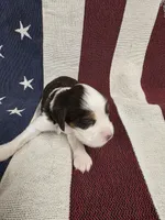 (B) Male LWT, a male English Springer Spaniel for sale in Lockhart, TX – 1 of 5